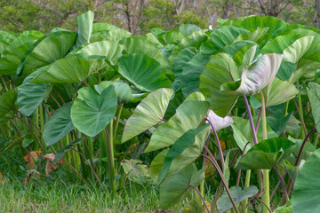 group of lotus leaves growing on the ground