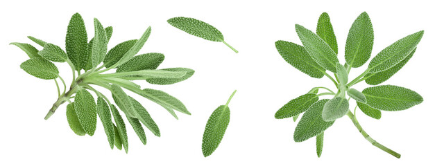 fresh sage herb isolated on white background with full depth of field, Top view. Flat lay