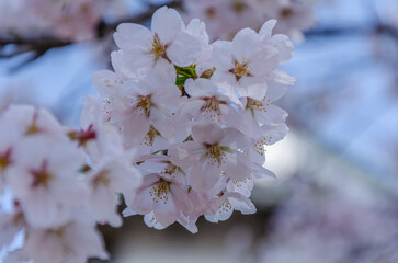 弘前公園の桜、満開