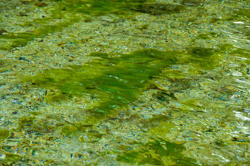 緑が美しい藻と澄んだ水