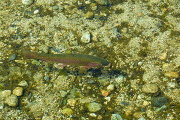 Fototapeta premium 澄んだ池を泳ぐニジマス