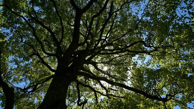 大木の隙間から日の光がこぼれる様子 [ pan right ]