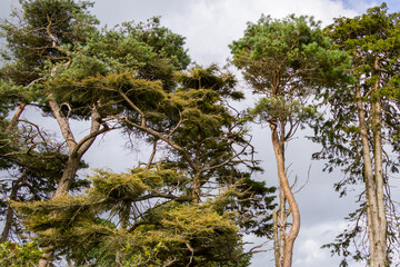 Trunks of pine coniferous trees against a gray cloudy sky, landscape. Green trees under gray clouds