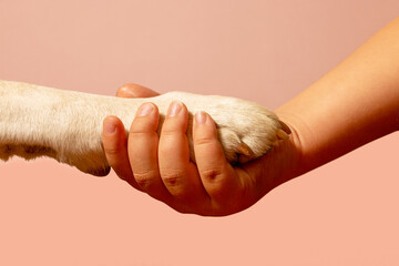 A child's hand holds a white Labrador paw in it, the concept of connection, friendship.