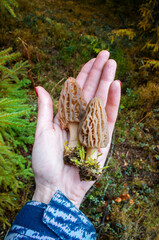 Hand holding morel mushrooms on a background of spring forest.