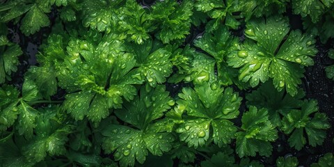Fototapeta premium AI Generated. AI Generative. Macro photorealistic shot illustration of eco organic parsley background. Healthy green store vibe. Graphic Art