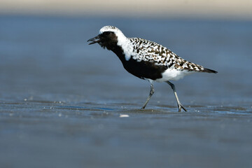 初夏の海辺で見られる白黒の羽が美しいチドリの仲間ダイゼン