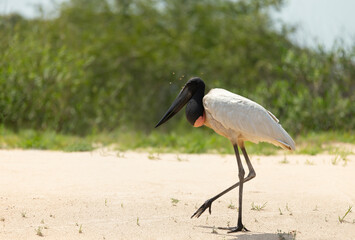 Jabiru standing on a sandy river bank