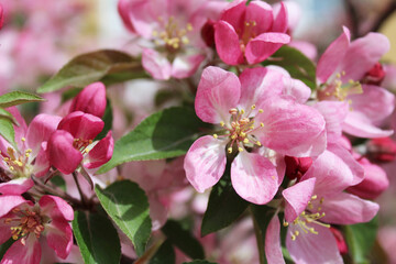 pink blossoming of an apple tree in spring