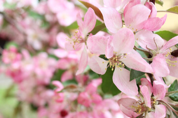 Fototapeta na wymiar pink blossoming of an apple tree in spring