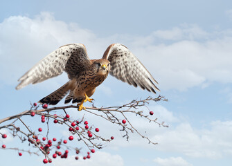 Common kestrel perched on a tree branch with red berries against blue sky