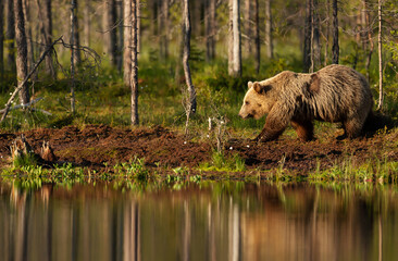 Eurasian Brown bear walking by a pond in a forest in autumn