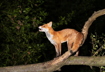 Red fox standing on a fallen tree in forest