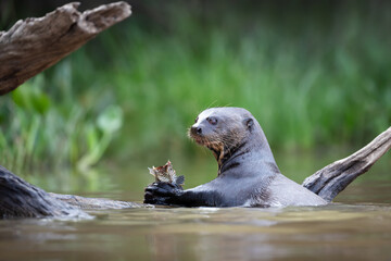 Giant river otter eating a fish