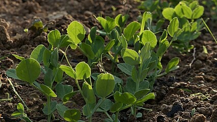 Evolving young pea plants, latin name Pisum Sativum, growing on cultivated garden bed soil in...