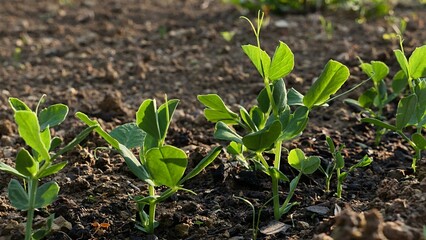 Evolving spring pea plant burgeons, latin name Pisum Sativum, growing on cultivated garden bed soil in afternoon sunshine.