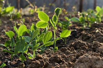 Evolving spring pea plants, latin name Pisum Sativum, growing on cultivated garden bed soil in...