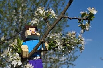 Obraz premium LEGO Minecraft large figure of Steve climbing on branch of spring blossoming pear tree, latin name Pyrus, looking happily on scenty flower clusters.