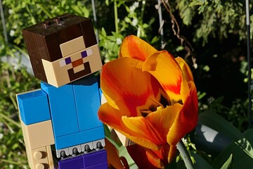Fototapeta premium LEGO Minecraft large figure of main character Steve examining beautiful flame-like coloured orange to yellow Didier's Tulip flowers, latin name Tulipa Gesneriana, in spring garden near garden fence. 