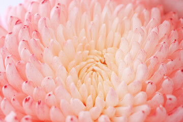 Chrysanthemum flower macro shot.
