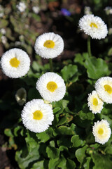 Closeup of white and yellow Bellis Perennis Tasso blooms, Sheffield South Yorkshire
