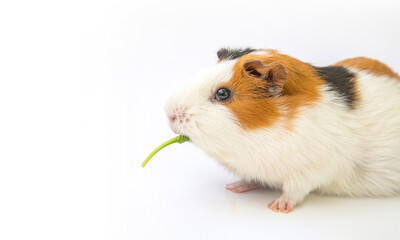 Cute guinea pig eating salad