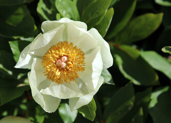 Macro image of a Mlokosewitch's peony bloom, Sheffield South Yorkshire
