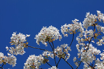 Japanese Cherry blossom against a blue sky, Sheffield South Yorkshire
