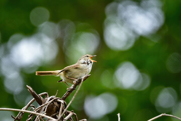 緑の公園の森で高らかに美しい声で囀る身近な野鳥ウグイス