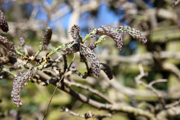 Wisteria buds in Spring, Sheffield South Yorkshire
