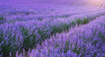 Naklejka na ściany i meble Texture of meadow lavender at sunset.