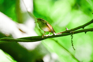 新緑の初夏の森で囀る小さなかわいい野鳥ヤブサメ