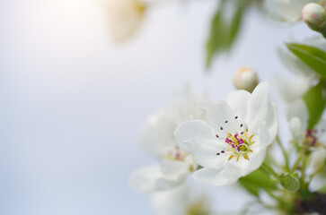 Fototapeta na wymiar Pear spring flower and bud on tree.