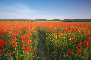 Fototapeta na wymiar Spring meadow of poppies.