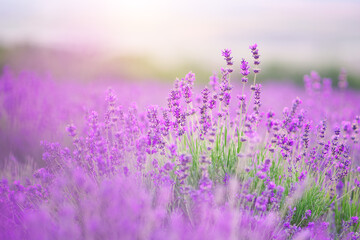 Lavender flowers closeup.