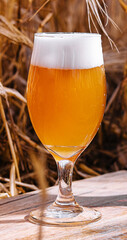 light, unfiltered glass of beer in a wheat field