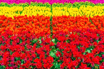 Foto op Canvas Beautiful blooming tulips in Amsterdam, Holland. Selective focus © beataaldridge