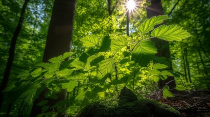 Plakat Sunlight shines trough green leaves in the forest during spring