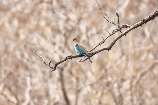 Indian roller bird or the blue jay at Tipeshwar Wildlife Sanctuary
