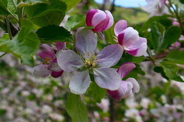 Fototapeta na wymiar Apfelblüte (8)