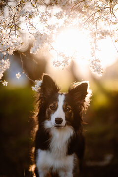 Trikolor border collie pozuje do zdjęcia w sadzie jabłoni o zachodzie słońca