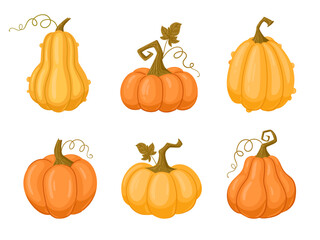 Cartoon Halloween pumpkins. Fall harvest squash and gourds. Autumn thanksgiving and halloween pumpkins flat vector illustration set