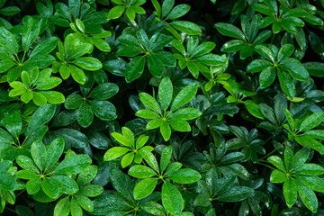 green leaves natural background wallpaper, texture of leaf, leaves with space for text