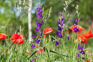wildflowers. floral background. purple wild flower, big beautiful poppy flower on a blurred background, flower in the grass, floral design, nature close-up, bokeh.