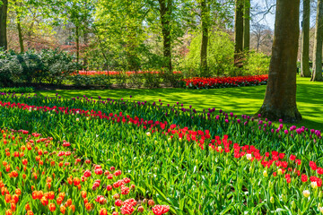 Plakat Beautiful Keukenhof Garden with blooming tulips, Holland
