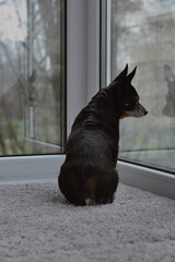 A black dog sits and looks out the window