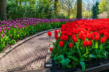 Beautiful blooming tulips in Keukenhof Garden, Holland. Selective focus