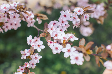 Spring cherry blossoms on a tree branch