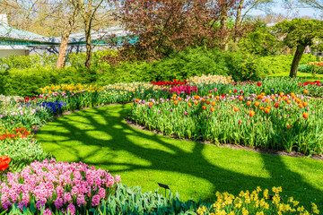 Beautiful blooming flowers in Keukenhof Garden, Holland. Selective focus