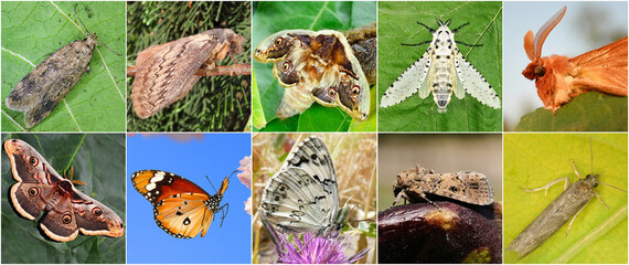 Butterflies and moths. Concept of nature, environment and fragility of our world